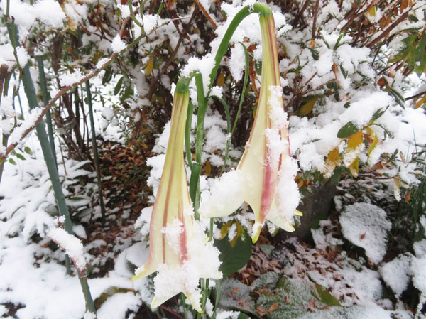 photo　タカサゴユリの花に雪