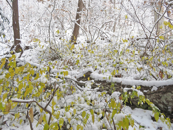 photo　森を明るくするヤマブキの葉