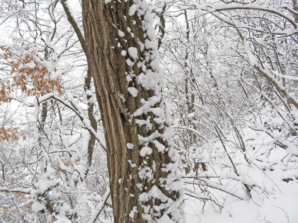 photo　片側だけについた雪