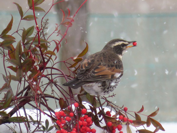 photo・ツグミ
