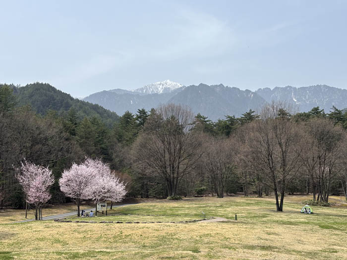 シャクナゲ