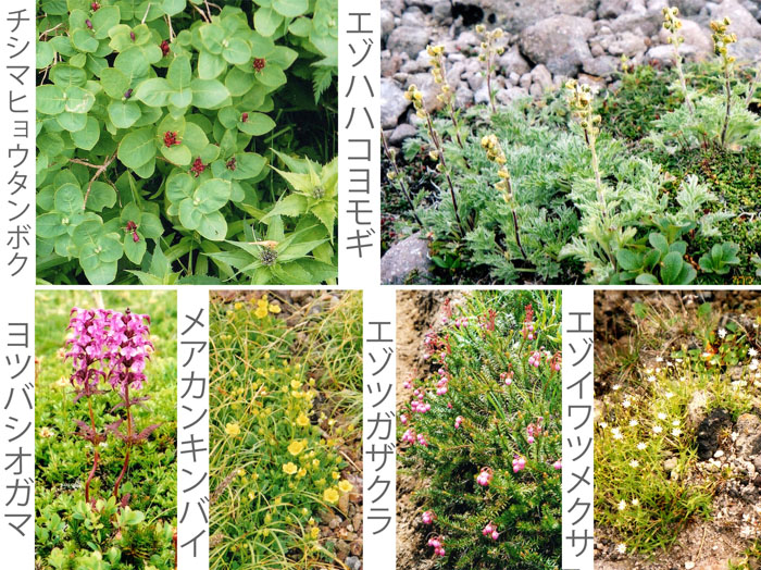 photo チシマヒョウタンボクなどの花々