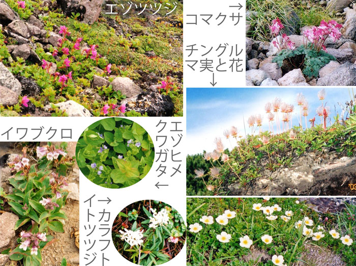 photo エゾツツジなどの花々