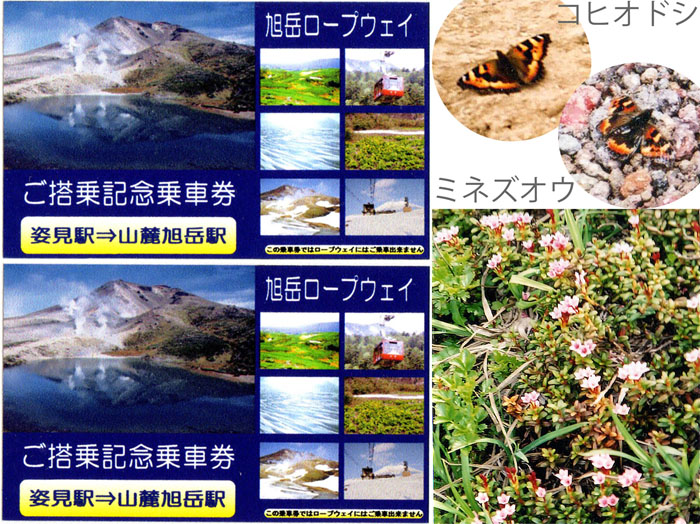 photo コヒオドシ蝶,ミネズオウ