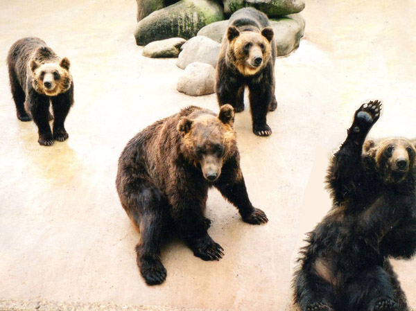 photo 熊牧場のヒグマさん