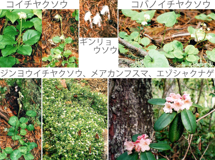 photo コイチヤクソウ,コバノイチヤクソウ,ジンヨウイチヤクソウ,メアカンフスマ,エゾシャクナゲ