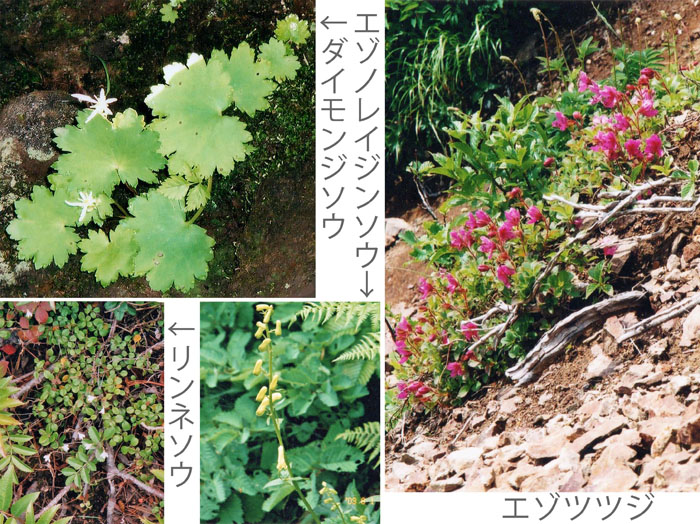photo エゾレイジンソウ,ダイモンイソウ,リンネソウ,エゾツツジ