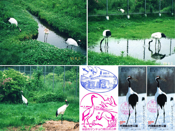 photo ５月に生まれたばかりの幼鳥（上）