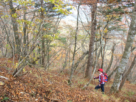 photo　紅葉の残る森