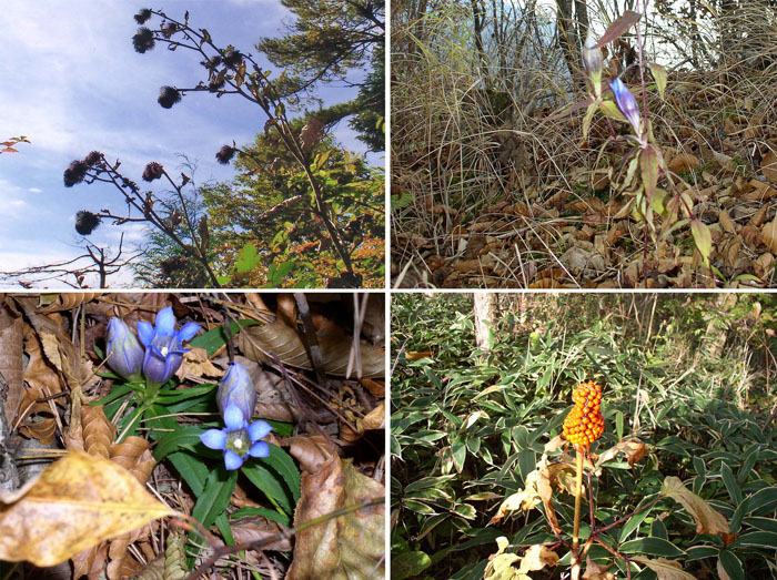 photo　リンドウの花やマムシグサの実など