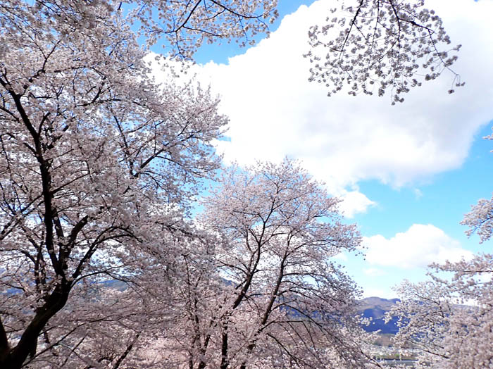 photo桜