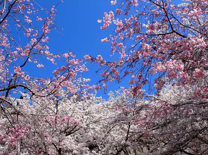 photo桜