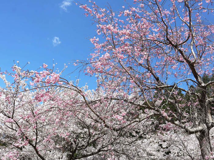 photo桜