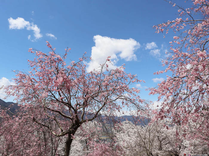 photo桜