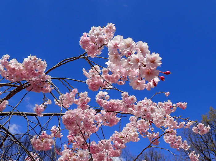 photo桜