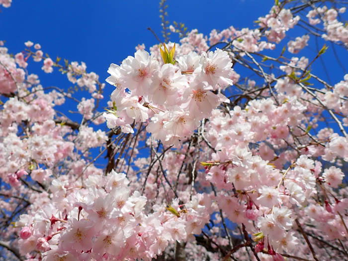 photo桜