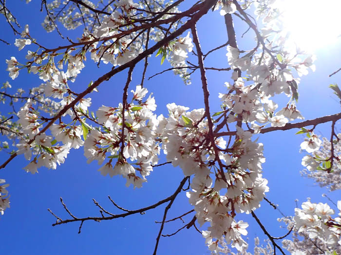 photo桜