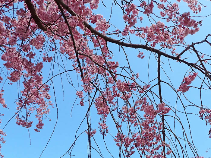 photo桜