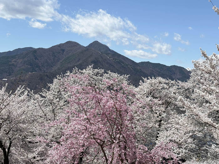 photo5桜と冠着山