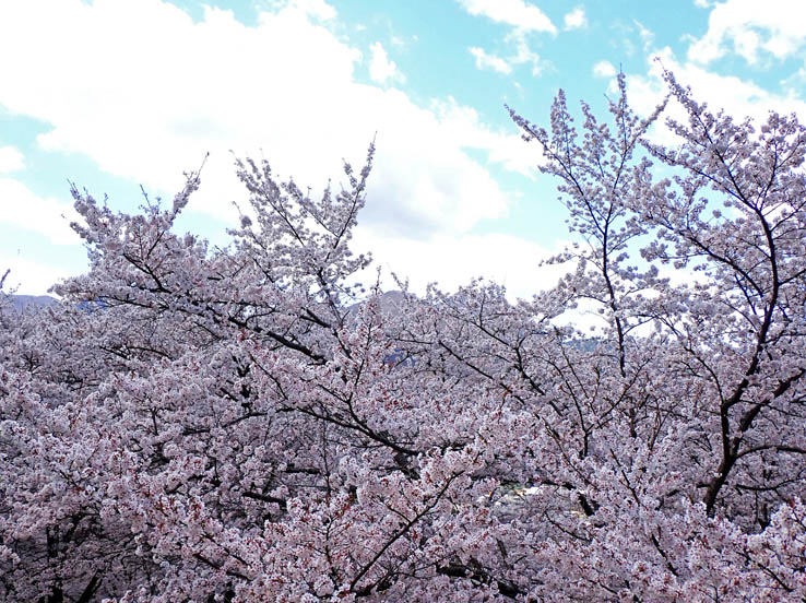 photo7桜の海みたい