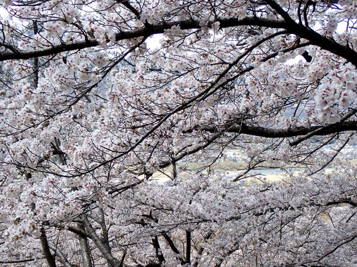 photo8花の間から千曲川の水面