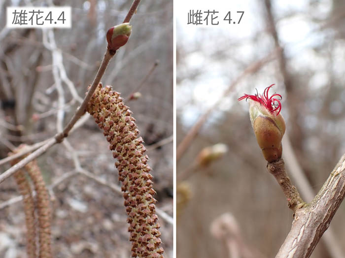 photo12ツノハシバミ雄花が下垂し雌花が開花 