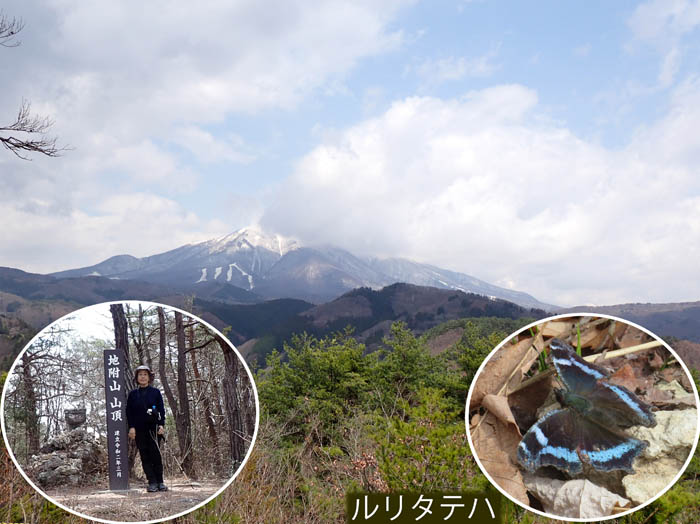 photo13飯縄山,ルリタテハ：地附山 