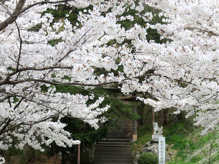 photo21駒弓神社の桜 