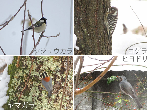 photo　小鳥に会う