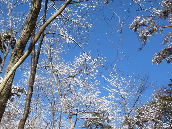 photo・雪の花