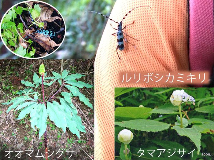 森のいのち ルリボシカミキリ,オオマムシグサ,タマアジサイ