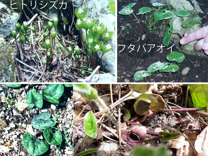 photo ヒトリシズカ,フタバアオイ,スズカカンアオイ
