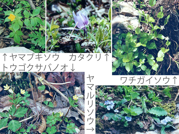 photo ヤマブキソウ,カタクリ,トウゴクサバノオ,ヤマルリソウ,ワチガイソウ,藤原岳の花