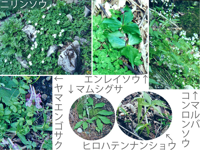 photo エンレイソウ,マルバコンロンソウ,ニリンソウ,ヤマエンゴサク,マムシグサ,ヒロハテンナンショウ