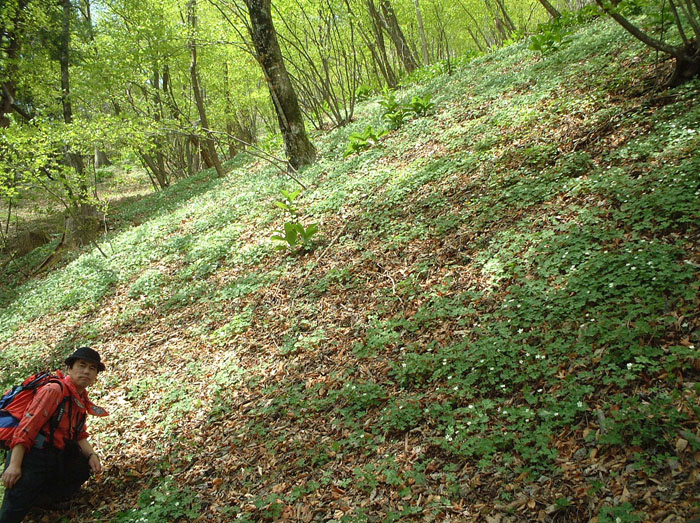 photo ニリンソウの大群落