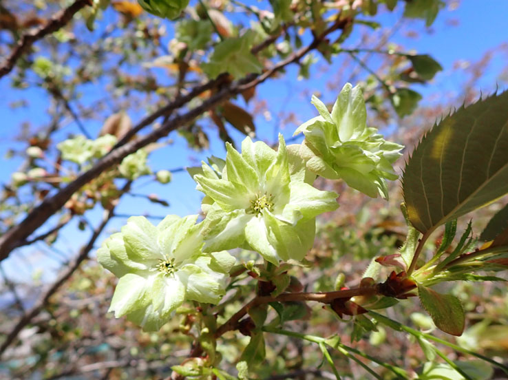 photo1緑の桜ギョイコウ
