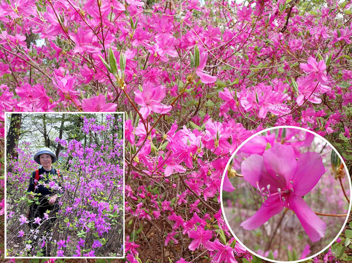 photo13ミツバツツジも満開 