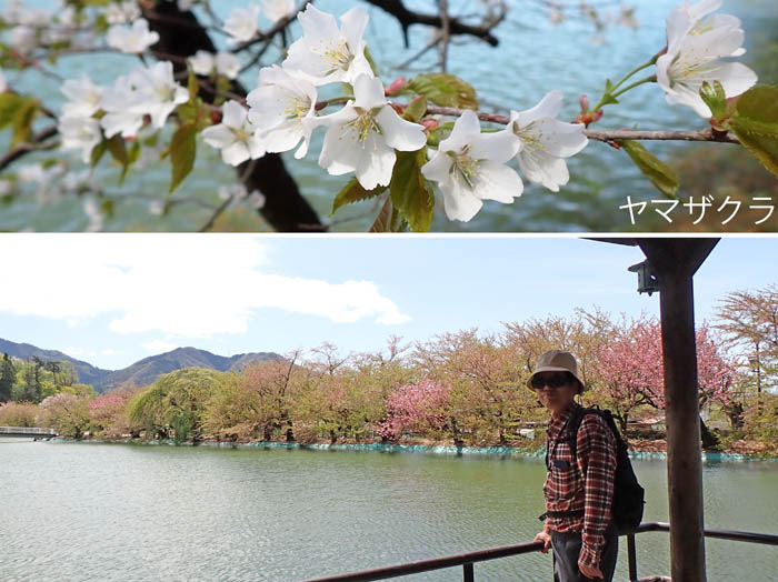 photo15桜の名残り竜ヶ池,ヤマザクラ 