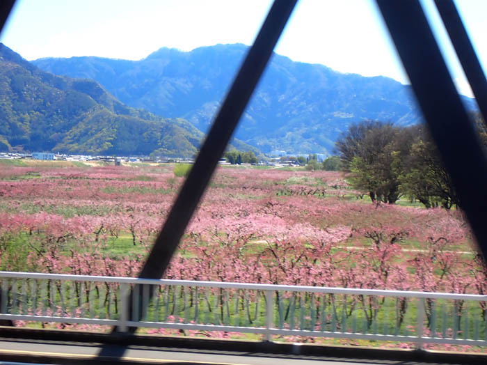 photo16千曲川原の桃（村山橋から） 