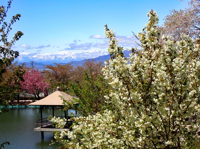 photo4緑の桜とアルプス 
