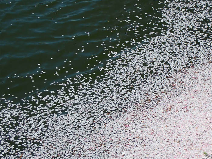 photo5水面に揺れる花びら 