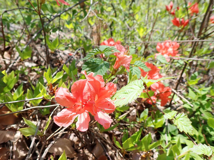 photo1ヤマツツジが咲き出した