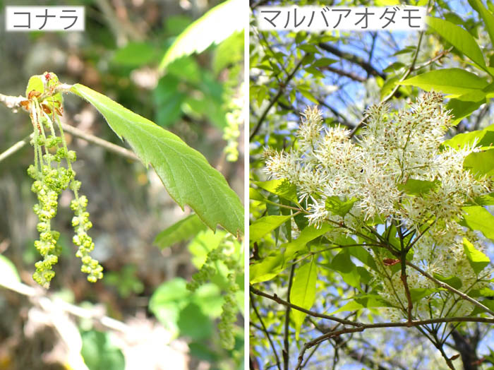 photoコナラ,マルバアオダモ