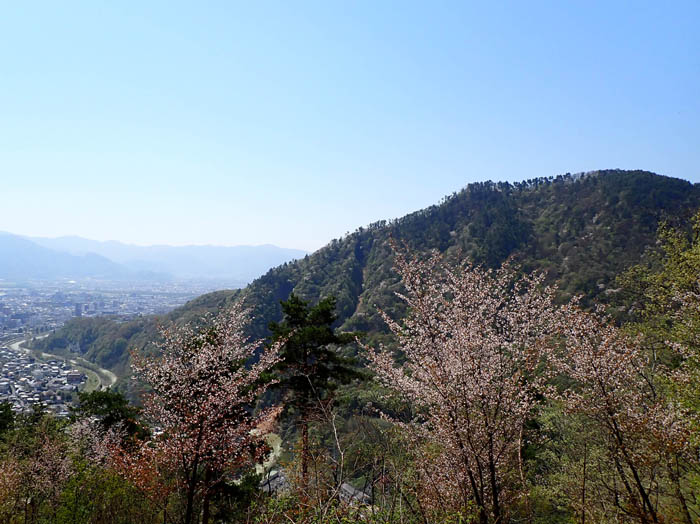 photo9桜の向こうに旭山