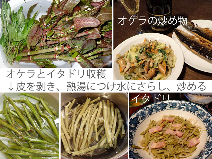 photo16オケラとイタドリを食べる