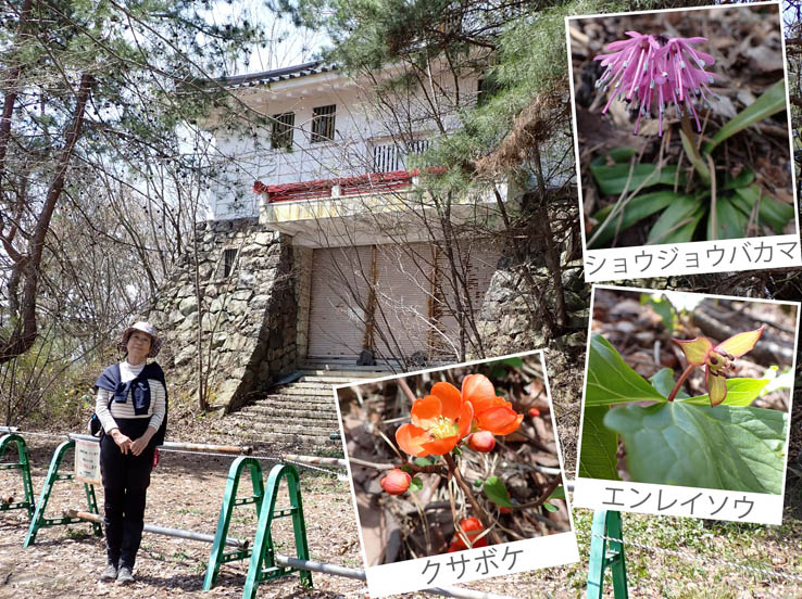 photo6花が咲き出した大峰山