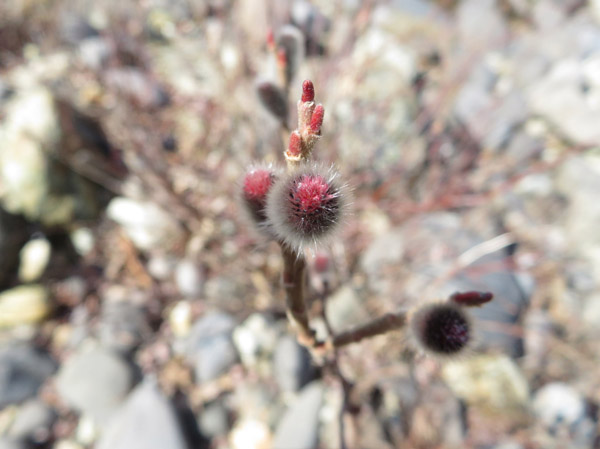 photo・河原の柳の芽