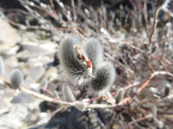 photo・柳の芽
