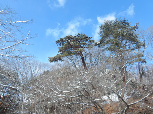 photo・松と青空