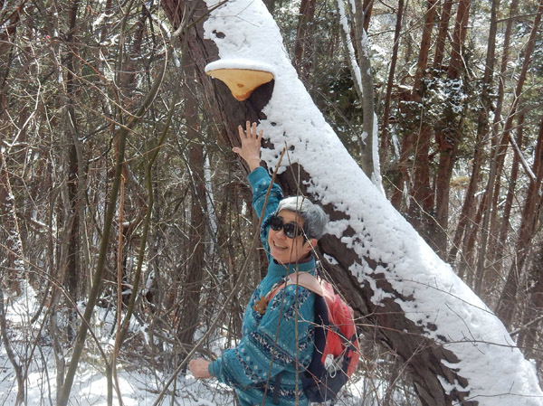 photo　大きなサルノコシカケ